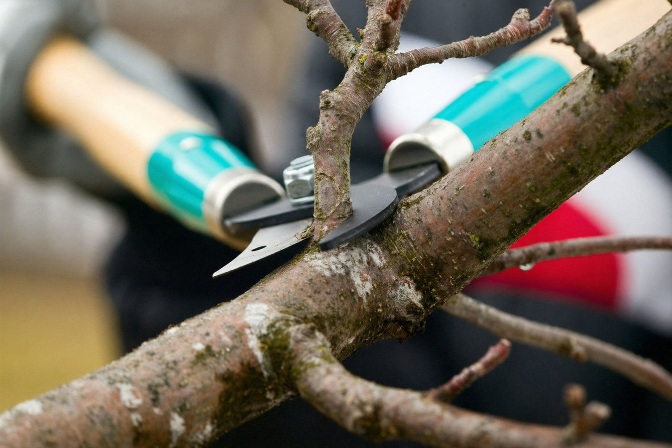 Tree pruning in Brawley, CA